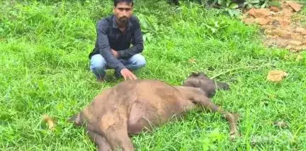 मसलिया: गुमरो के पारबाद में महुआ का पेड़ गिरने से मवेशी की मौत, बिजली आपूर्ति ठप