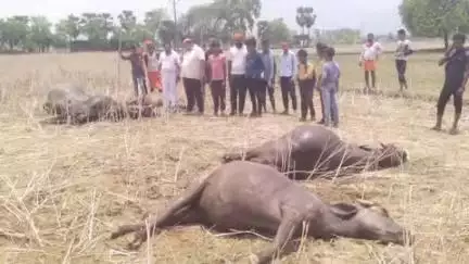 चैनपुर: प्रहलाद पुर में विद्युत करेंट की चपेट में आने से 5 मवेशियों की हुई मौत