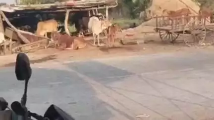 कळमनूरी: सिंदगी शिवारात शेतातील आखाड्यावर बांधलेले तीन शेतकऱ्यांच्या दोन गायी व एक गोऱ्हा नेला चोरून,बाळापूर पोलिसात गुन्हा दाखल