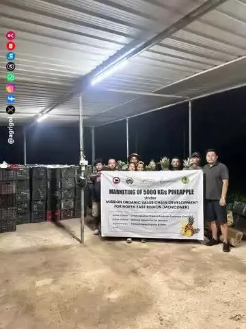 NE pineapples shine nationwide! 5 MT of organic Kew pineapples airlifted from Nagaland to Mumbai under #MOVCDNER.