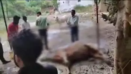 फतेहपुर: कचेहरी में अज्ञात लोगों ने सांड को जहर देकर उतारा मौत के घाट, घंटों तड़पता रहा सांड, सदर कोतवाली क्षेत्र का मामला