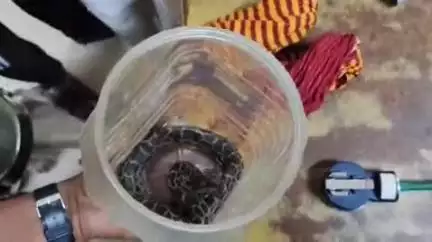 पडरौना: रामबर पोखरभिंडा में पेड़ पर चढ़ते समय मासूम बच्ची को सांप ने काटा, परिजन सांप को साथ लेकर इलाज के लिए अस्पताल पहुंचे