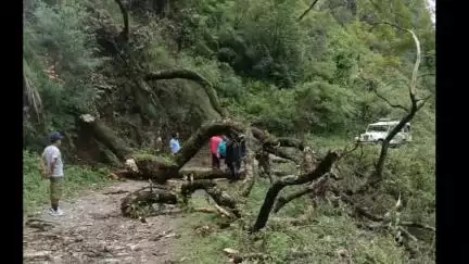 पिथौरागढ़: मदकोट जौलढूगां सड़क पर पेड़ गिरने से यातायात बंद रहा