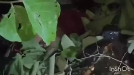 पारोळा: सूमठाणे शिवारात अज्ञात महिलेचा खून, जंगलात सापडला मृतदेह
