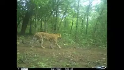 राजिम: उदन्ती सीता नदी टाइगर रिजर्व क्षेत्र में लगाए गए ट्रैप कमरे में वन्यप्राणियों की तस्वीरें आईं सामने