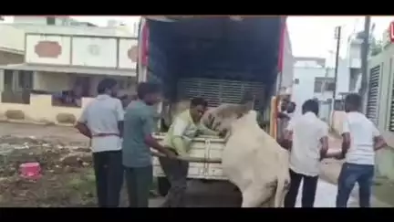 कळवण: कळवण शहरातील मोकाट गाईंचा बंदोबस्त सुरू तहसीलदारांनी पत्र दिल्यानंतर नगरपंचायत व पोलीस प्रशासनाने केली कार्यवाही सुरू