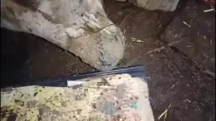 देवास नगर: पशु चिकित्सालय में गोवंश की हालत खराब, सोशल मीडिया पर वीडियो वायरल