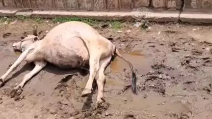 महरौनी: महरौनी के ग्राम छायन में तेज रफ्तार वाहन की टक्कर से गाय की हुई मौत, ग्रामीणों में आक्रोश