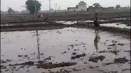 देव: आद्रा नक्षत्र चढ़ते ही धान के बीज बोने की तैयारी में जुटे किसान, हल्की बारिश ने किसानों के चेहरे पर खुशी लाई