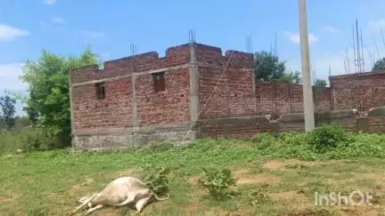नवा बाज़ार: सिंजो में ग्यारह हजार वोल्ट का तार गिरने से एक गाय की मौत