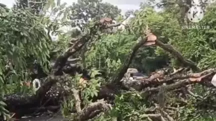 বোকাখাত: কাজিৰঙাৰ ৩৭ নং ৰাষ্ট্ৰীয় ঘাইপথ বগৰীজুৰিত হঠাৎ উভালি পৰিল প্ৰকাণ্ড গছ,কথমপি প্ৰাণ ৰক্ষা দুখন বাহনৰ দহ জনৰো অধিক যাত্ৰীৰ
