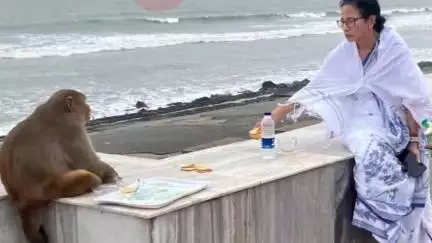 রামনগর ১: দীঘার সমুদ্রের পাড়ে হনুমানকে চা বিস্কুট খাওয়ালেন মুখ্যমন্ত্রী মমতা বন্দ্যোপাধ্যায়