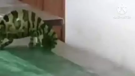 বাঁকুড়া ১: বাঁকুড়ার লোকপুর হাইস্কুল খোলার পর ক্লাসরুমে বেঞ্চে থেকে উদ্ধার হল ক্যামেলিয়ান