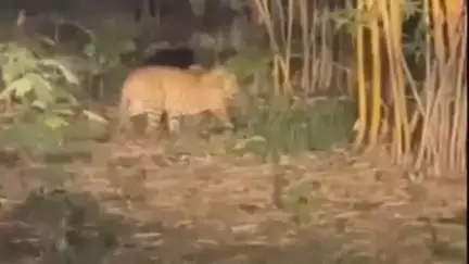 अमरावती: बांबू गार्डन मध्ये वनविभागाच्या सीसीटीव्हीत आढळले दोन बिबट ; एक बिबट्या जखमी, नागरिकांनी सतर्क राहण्याचे आवाहन