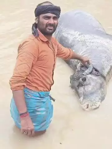 परबत्ता: कोयला पंचायत में कोसी नदी में भैंस के डूबने से मौत, मुआवजे की मांग