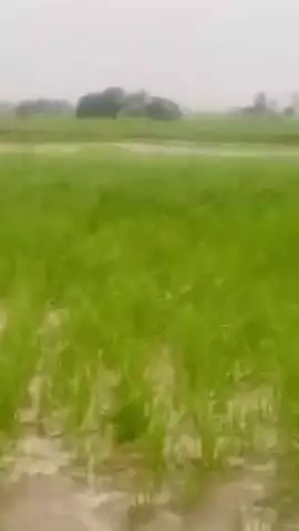 कस्बा बीबीनगर के नगला बागवाला में गंग नहर की पटरी कटने से सैकड़ों बीघा फसल हुई जलमग्न, हुआ नुकसान