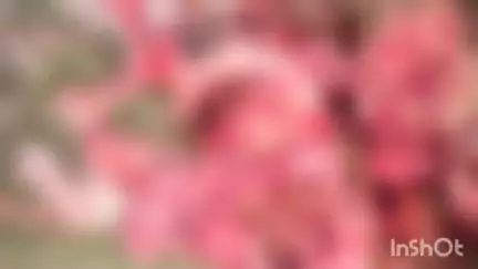 करतला: गौ वंश के शव को किया चीथड़ा, भड़के गौ रक्षक और गांव वालों ने उरगा थाना क्षेत्र में किया बवाल