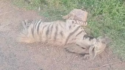 ಇಳಕಲ್‌: ಗುಡೂರ ವಡಗೇರಿ ಮಾಗ೯ ಮಧ್ಯ ರಸ್ತೆಯಲ್ಲಿ ಕತ್ತೆ ಕಿರುಬ ಶವ ಪತ್ತೆ