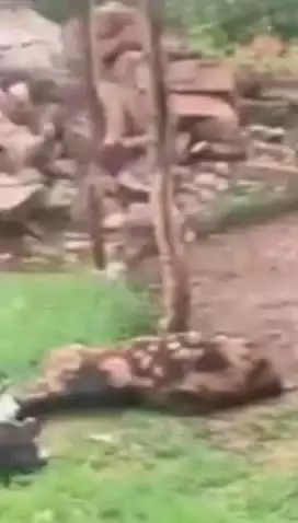 विराटनगर के पूरावाला पंचायत में घरेलू कनेक्शन का तार टूटने से एक युवक सहित कई बकरियों और गायों की हुई मौत