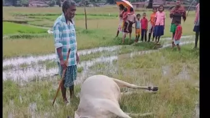 किस्को: बोंगा गांव में वज्रपात से गाय की मौत, किसान पर टूटा दुखों का पहाड़
