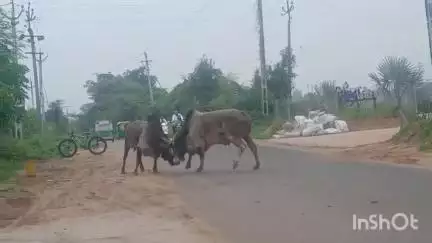 વડગામ: વડગામથી પાલનપુરના માર્ગ પર બે આખલાઓની લડાઈમાં વાહન ચાલકો જીવ બચાવા દોડતા નજરે પડ્યા