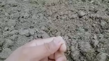 किसानो ने की बौनी पर अब हुई बड़ी समस्या बारिश न होने से धान का दाना नहीं नहीं बन पा रहा है पौधा।