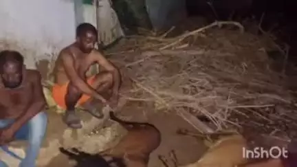 भितरवार: पलाइछा में बिजली गिरने से मकान का एक हिस्सा ढहा, 6 बकरियों की मौत, परिवार सुरक्षित