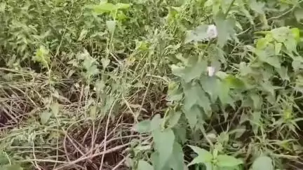 डिंडौरी: मिंगड़ी गांव में रहस्यमयी आवाज से दहशत, दूसरे गांव से भी आवाज सुनने पहुंच रहे लोग