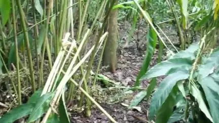 ഉടുമ്പൻചോല: കനത്ത മഴക്കൊപ്പം ഉണ്ടായ ശക്തമായ കാറ്റിൽ ഉടുമ്പൻചോല ചെമ്മണ്ണാറിൽ ഏക്കറ് കണക്കിന് ഏലം കൃഷി നശിച്ചു #localissue