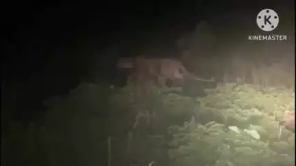 आगर: आगर जिले के ग्राम बर्डा बरखेड़ा में दिखा तेंदुआ, ग्रामीणों ने कैमरे में कैद किया मंजर