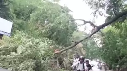 बैरसिया: भोपाल: बारिश में 1100 क्वार्टर के पास गिरी पेड़ की टहनी, राहगीर परेशान