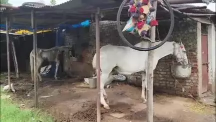 अंबिकापुर: उत्तर छत्तीसगढ़ में पहली बार घोड़ों में गैल्डर्स बीमारी की पुष्टि, सरगुजा में दो केस पॉजिटिव