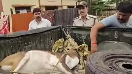 नरसिंहपुर: सालीचौका में तार फेंसिंग में फंसा दुर्लभ हिरण, वन विभाग ने किया रेस्क्यू