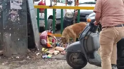 सोलन: शहर में जल्द दूर होगी जगह-जगह पर फैले कूड़े और आवारा कुत्तों की समस्या, मेयर उषा शर्मा ने दी जानकारी