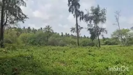 पालघर: तडीयाळे येथे मत्स्यव्यवसाय विभागाची जमीन खाजगी कंपनीला; तिवरे व झाडांची कत्तल, ग्रामस्थांची कारवाईची मागणी #Jansamasya
