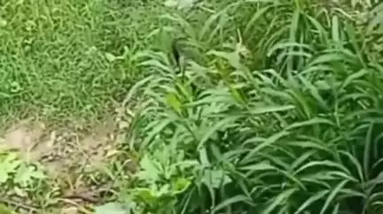 नवादा: नवादा के बुंदेलखंड थाना के पीछे, नाग नागिन अनोखे अंदाज में दिखे नागराज, खुशियों और बड़ी शुभता का मिला संकेत, झूम उठे लोग