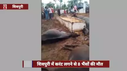 शिवपुरी में करंट लगने से 8 भैंसों की मौत, आकाशीय बिजली गिरने से बाड़े का तार टूटा
