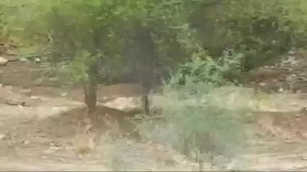 बूंदी: बजालिया एनक्लोजर में रखी गई बाघिन 2508 की स्वास्थ्य पर निगरानी कर रही टीम