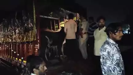 जालना: कुरेशी मोहल्ला येथे कत्तलीसाठी डांबुन ठेवलेल्या 16 गोवंशीय जनावरांची सुटका, स्थानिक गुन्हे शाखा आणि कदिम पोलिसांची