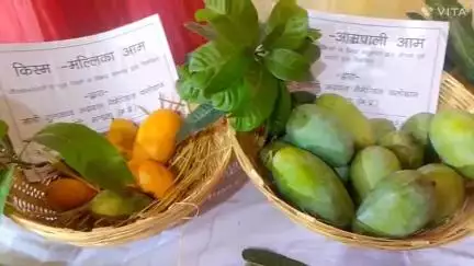 मंडला: माहिष्मती घाट के पास गोंडी पब्लिक ट्रस्ट सभागार में मैंगो फेस्टिवल, 25 से अधिक किस्मों का प्रदर्शन