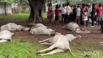 बुढ़ार: बुढार के ललापुर में मिनी ट्रक ने मवेशियों को कुचला, आठ की दर्दनाक मौत