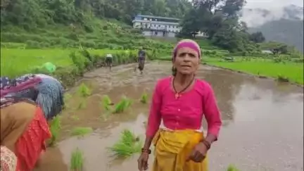 कपकोट: नगर पंचायत कपकोट के ऐठाण तोक में धान की रोपाई, पालीडुगरा और हिचौडी में नहरों में पानी की कमी से किसान परेशान