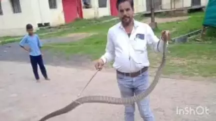अनूपपुर: बरसात में सांपों का कहर! एक माह में 100 से अधिक सांपों का रेस्क्यू, जागरूकता से बचीं कई जानें