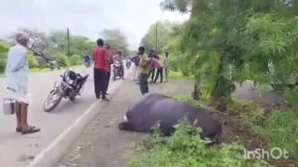 आलोट: ताल रोड पर करंट लगने से भैंस की मौत