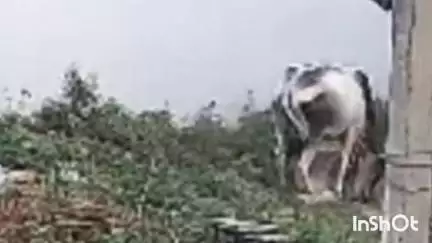 रेवाड़ी: सेक्टर-4 में आवारा गाय ने एक युवक को रौंदा, घायल को अस्पताल में कराया गया भर्ती