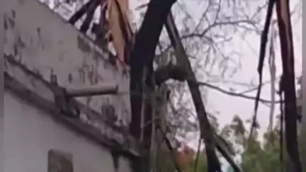 हुज़ूर: मार्तंड स्कूल के मैदान में पेड़ पर गिरी आकाशीय बिजली, बाल-बाल बचा स्टाफ