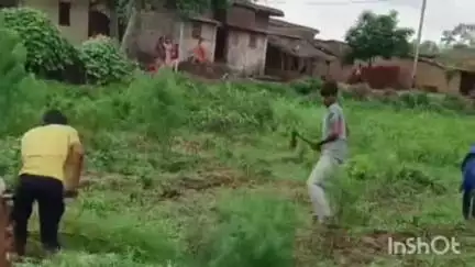 हरिहरगंज: हरिहरगंज और पथरा ओपी पुलिस ने तिलकाटांड टोला में गांजे की खेती नष्ट की