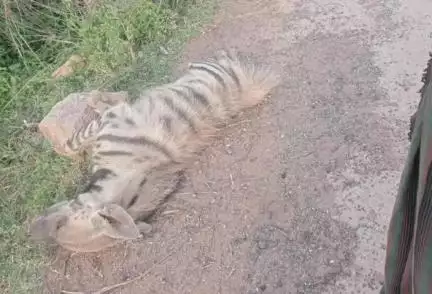 ಇಳಕಲ್‌: ಗುಡೂರ ವಡಗೇರಿ ಮಾಗ೯ ಮಧ್ಯ ರಸ್ತೆಯಲ್ಲಿ ಕತ್ತೆ ಕಿರುಬ ಶವ ಪತ್ತೆ