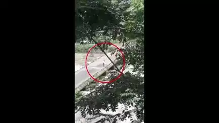 ദേവികുളം: പനംകുട്ടിയിൽ പ്രദേശവാസി ചപ്പാത്ത് പാലത്തിൽ നിന്ന് പുഴയിലേക്ക് ചാടുന്നതിന്റെ ദൃശ്യങ്ങൾ പുറത്ത്