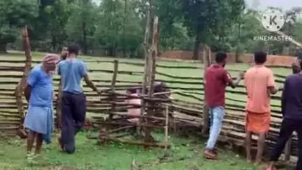 दुर्गुकोंदल: ग्रामीणों ने श्रमदान करके आमापारा प्राथमिक शाला का बाउंड्री वॉल बनाया